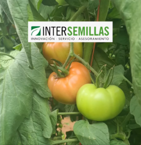 2024-02-05 13_36_45-📣DIA DE CAMPO TOMATE ALMARA 🍅🍅 👏🏻👏🏻👏🏻 Gracias a todos por asistir y ver